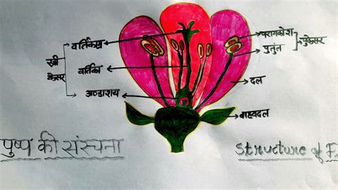 Structure Of Flower पुष्प की संरचना Class 10 Drawing