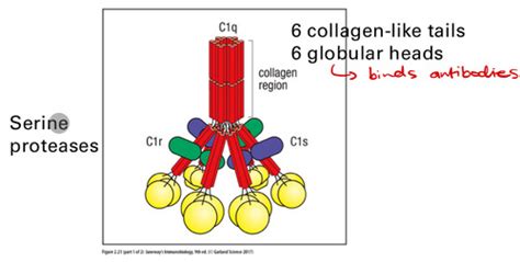 Lecture 2 The Complement System Flashcards Quizlet