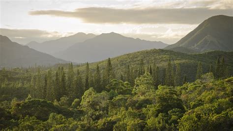 Forêts Protéger Le Poumon Vert De La Planète Wwf France