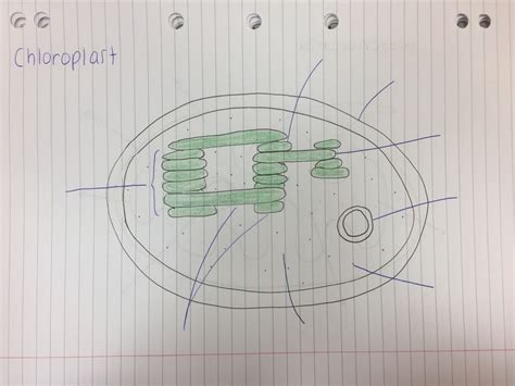 Chloroplast Cellular Processes Mitochondria Diagram Quizlet