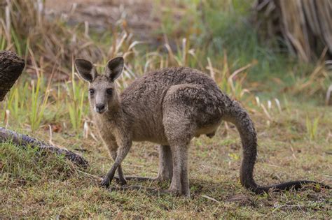 Eastern Grey Kangaroo