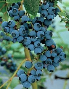 Blueberry Varieties | Blueberry plant, Fruit bushes, Blueberry bushes