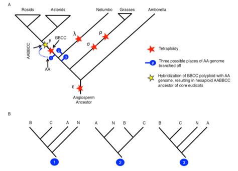 Polyploidy Events In The History Of Angiosperm Evolution A Summary Download Scientific