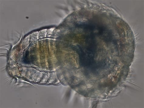 Invertebrate Embryology: Planktonic larvae of the polychaetes Nephtys ...