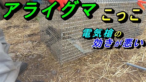 アライグマのこっこを箱罠で捕獲 電気槍で止め差ししますがこっこは効きが悪い Youtube