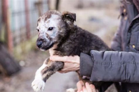 Ringworm in Puppies: Symptoms and Treatment - My Animals