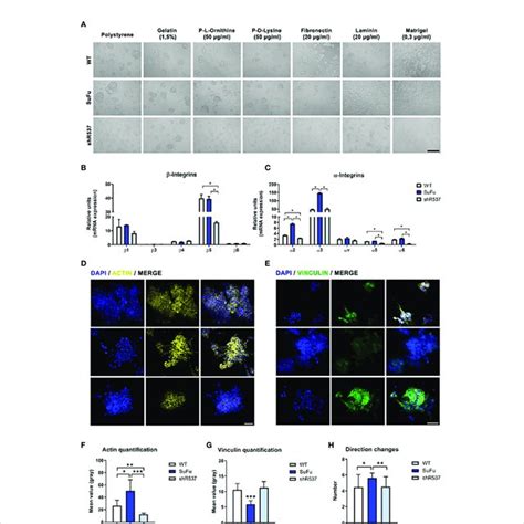 (A) Cell adhesion assay in vitro. (B) b-integrin subunits expression in ... 