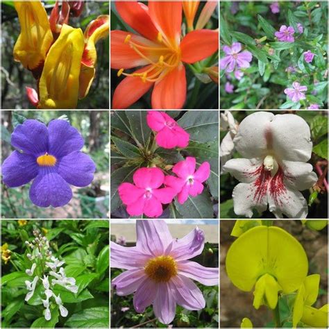 Flowers Of Yercaud Botanical Garden Tamil Nadu I Share Botanical