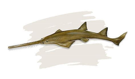 Sawfish Paintings For Sale Fine Art America