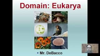 Eukarya Domain Examples