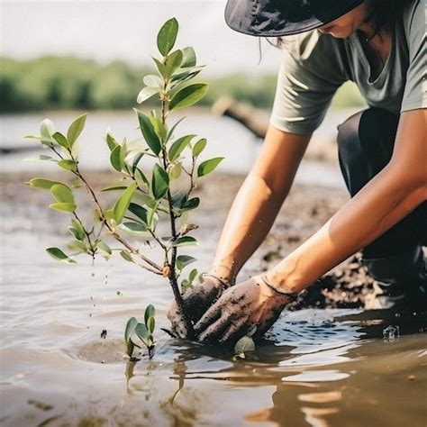 Plantando manguezais para a conservação do meio ambiente e restauração