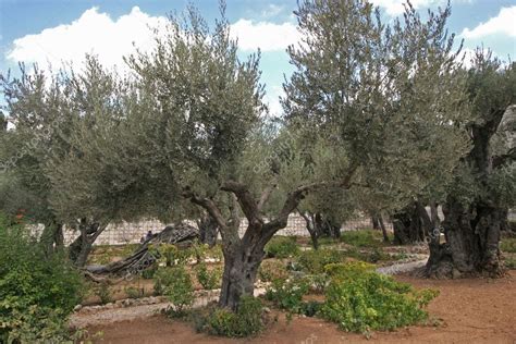 Jerusalem-Garden of Gethsemane — Stock Photo © zatletic #2126046