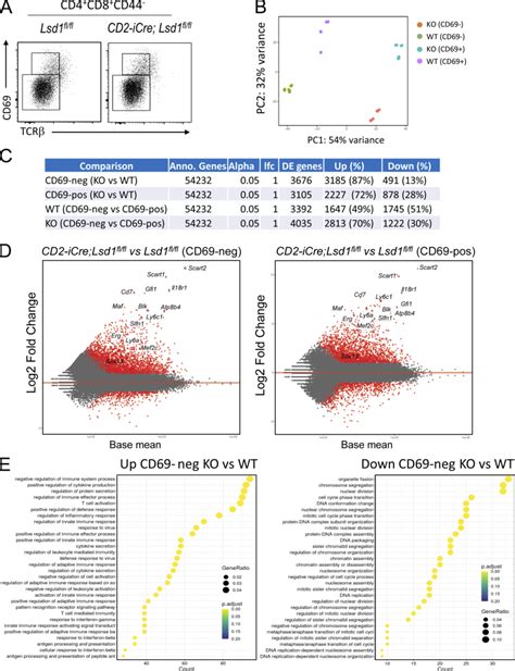 Marked Gene Up Regulation In Lsd1 Deficient CD4CD8 DP Thymocytes