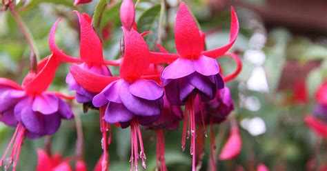 17 Of The Best Fuchsia Varieties To Grow In Your Garden