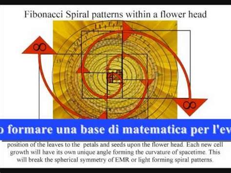 Un Motivo Della Spirale Di Fibonacci In Natura Youtube