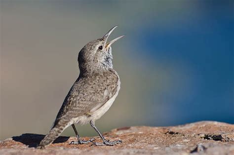 Rock Wren: Field Guide, Pictures, Habitat & Info - Optics Mag