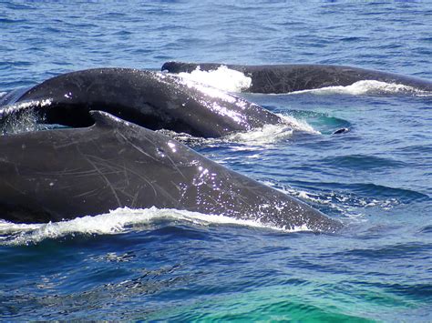 Humpback Whales At Stellwagen Bank 1 Photograph By Robert Nickologianis