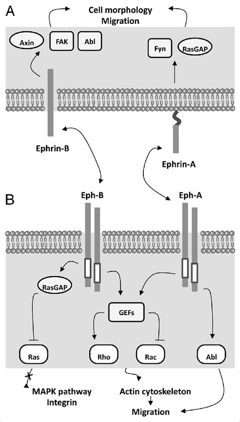 Ephrin Signaling Ephrins Signal Through Reverse Signaling And Through