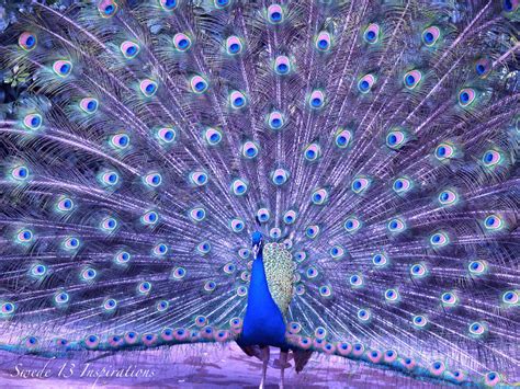 Fine Art Photography-Purple Peacock-5x7 Matted Print, Animal ... 