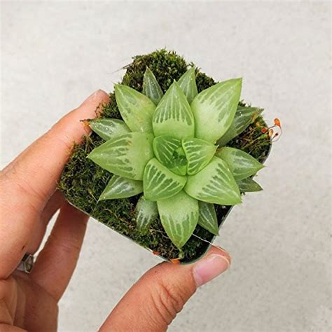 How To Grow And Care For Haworthia Indoors Gardeners Path