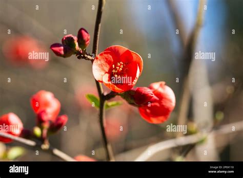 Closeup Of Flowering Of Japanese Quince Or Chaenomeles Japonica Tree In