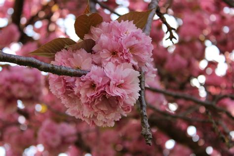 Aprender Sobre 109 Imagem Cerejeira Japonesa Rosa Br Thptnganamst Edu Vn