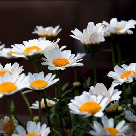 Chrysanthemum Pure White Seeds The Seed Collection