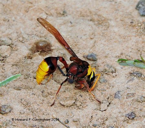 insects