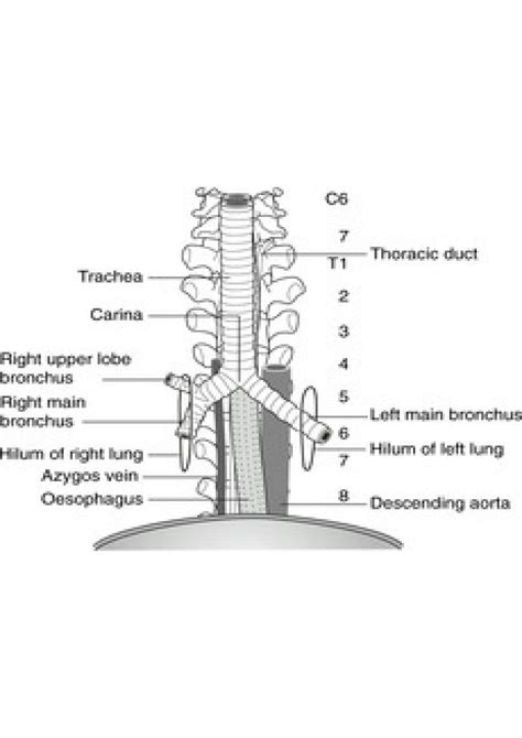 Solution Trachea Bronchial Tree Studypool