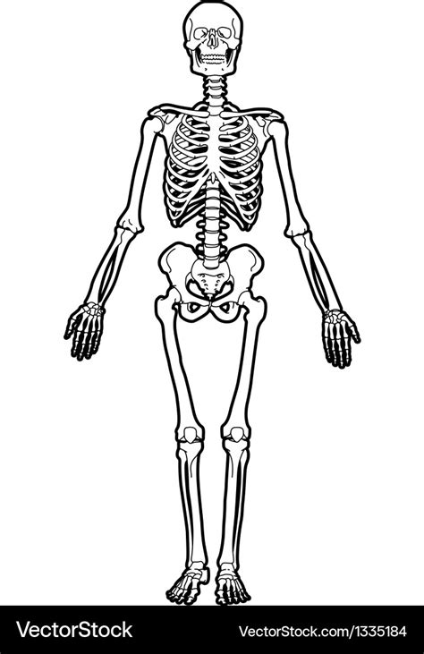 Human Skeleton Royalty Free Vector Image Vectorstock