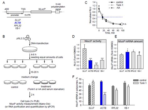 Genes Free Full Text Translation of Human β Actin mRNA is Regulated