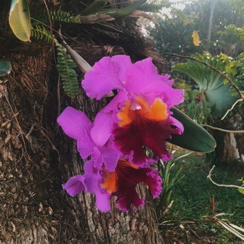 Cattleya Labiata Rubra Schuller Cattleya Orchid Uploaded By Miss