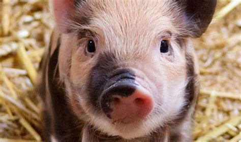 Hormel Workers Caught Abusing Pigs in Undercover Video | VegNews