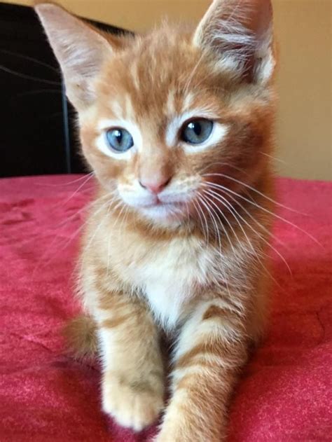 Baby Orange Tabby Kittens With Blue Eyes