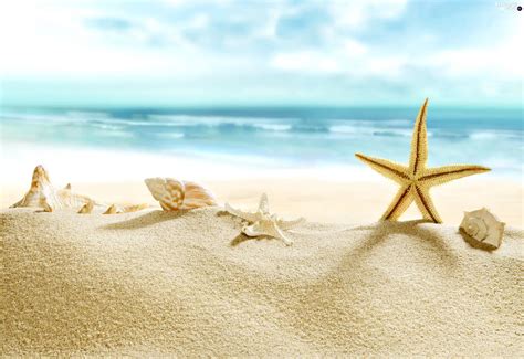 Shells Starfish Beaches Sea Summer Beautiful Views Wallpapers