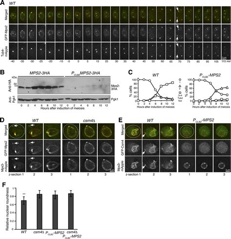 Mps Links Csm And Mps To Form A Telomere Associated Linc Complex In