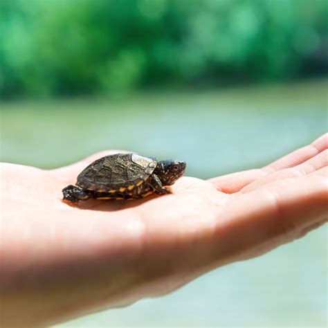 100 + Turtle Names To Get Inspired