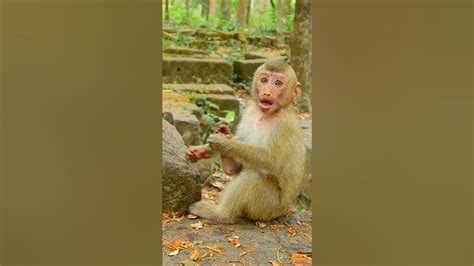 Lovely Baby Monkey So Cute Monkey Animals Monkeys Wildlife Nature