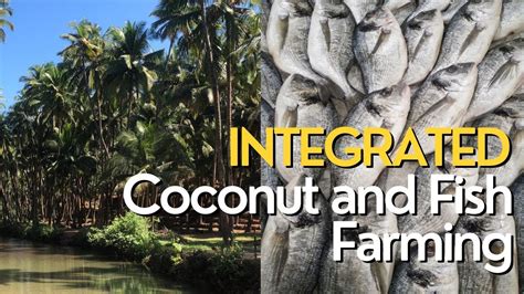 How To Start An Integrated Coconut And Fish Farm Farmfaunafact Youtube