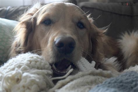 Nylabone Dental Chews Review - Dog vs. Dinosaur!