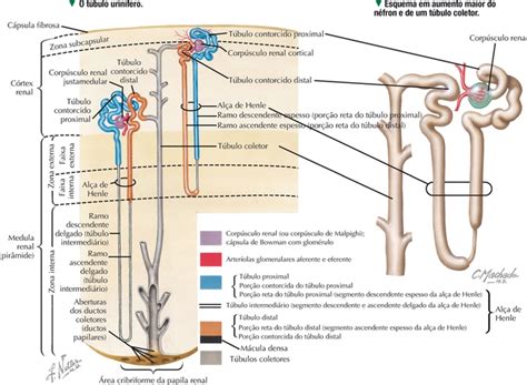 Sistema urinário Resumo Anatomia papel e caneta