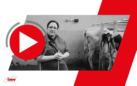 Bovine Ultrasound Preparing Scanning Educational Video