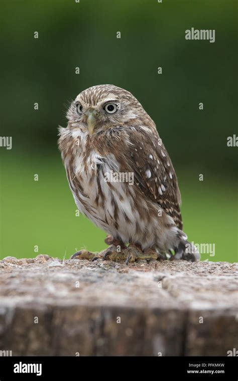 B Ho Pigmeo Ferruginosas Glaucidium Brasilianum Donde Se Posan Sobre