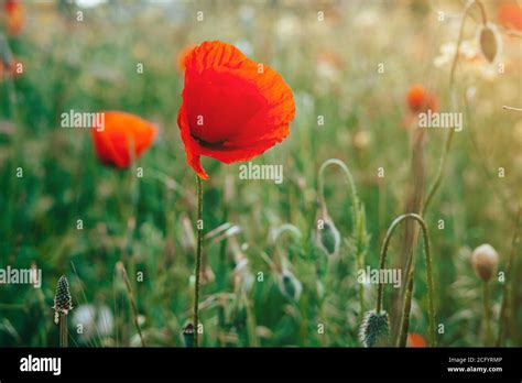 The Red Field Of Poppies Close Up Beautiful Field Of Red Poppies In