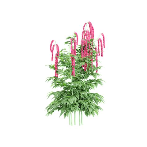 collection  amaranthus hypochondriacus plant  realistic style