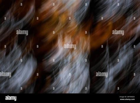 abstract trees in a forest, blurred, blurred Stock Photo - Alamy