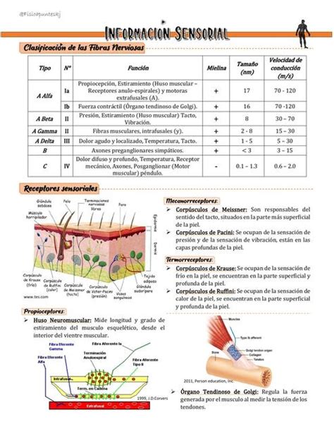 Información Sensorial Fisioapunteskj uDocz