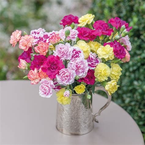 Spray Carnation 5 Plant Collection From Woolmans Flower Plants