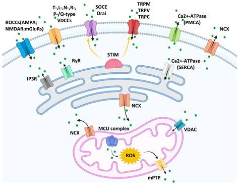 Ijms Free Full Text The Role Of Calcium Signaling In Melanoma