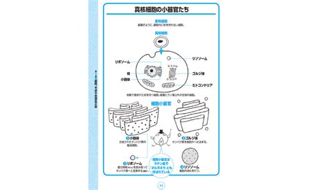 ユニークな働きをする細胞小器官の働きとは！？【図解 病理学の話】｜ニフティニュース